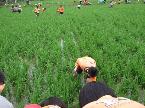 鄉土踏察--種稻體驗